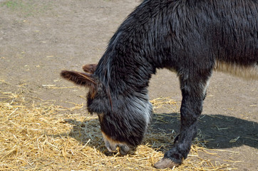 Young donkeys feed straw and grass in the zoo