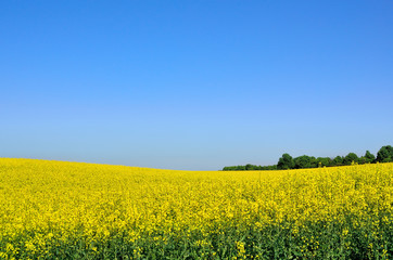 Flowering rape against the blue sky.