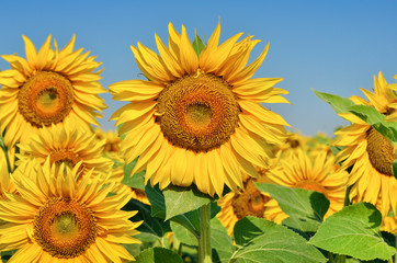 Obraz premium Young sunflowers bloom in field against a blue sky