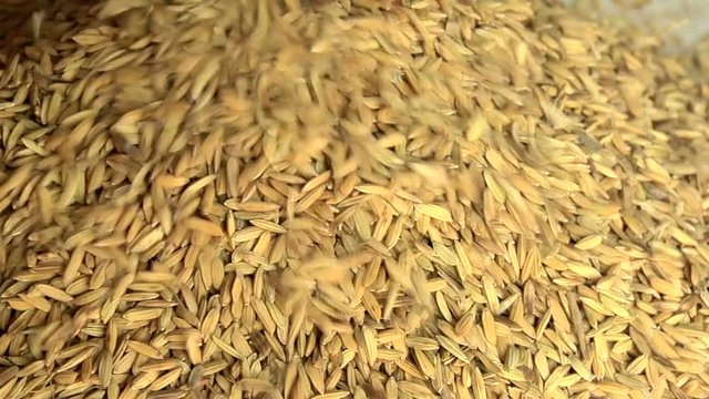 Rice Pile