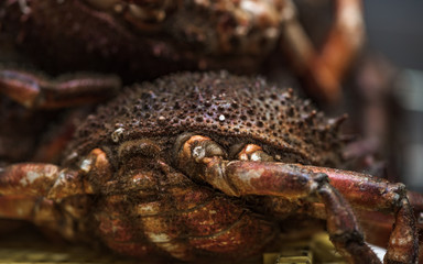 Centollo vivo en mercado gallego