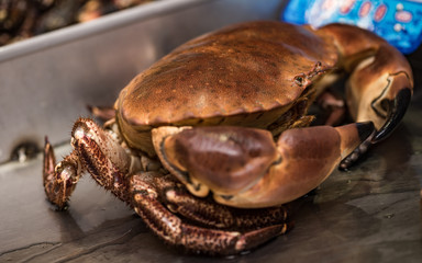 Buey de mar  en mercado listo para la venta