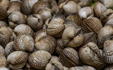 Berberechos en el mercado