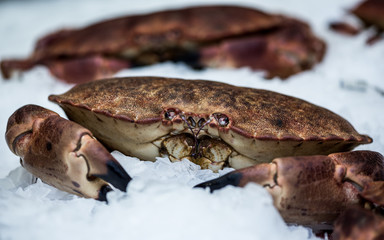 Buey de mar  en mercado listo para la venta