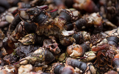 Percebes de galicia en mercado para la venta