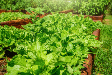 Outdoor Vegetable garden.