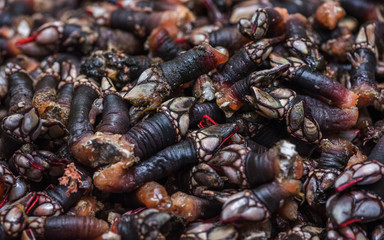 Percebes de galicia en mercado para la venta