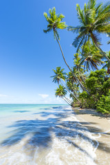 Palm trees casting shadows on waves washing ashore on a rustic Brazilian beach in remote Bahia, Brazil