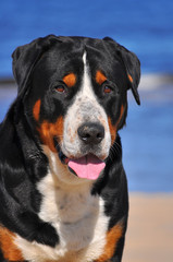 Grosser Schweizer Sennehund head