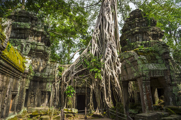 Banyan tree roots taking over the crumbling stone temple complex of Angkor Wat in the Cambodian jungle