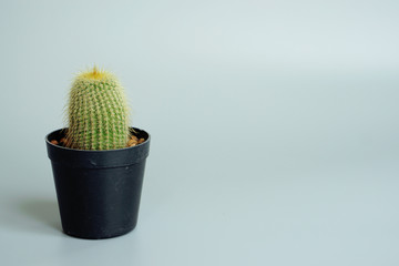 Notocactus leninghausii cactus or Golden Ball Cactus in plastic pot on grey background with copy space.