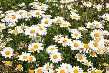 Fototapeta premium Flores