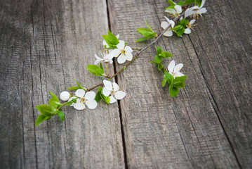 Spring cherries blossom