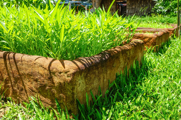 Outdoor Vegetable garden.