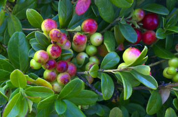Foxberries ripening.