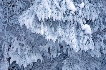 Fototapeta premium Frost and snow in forest.