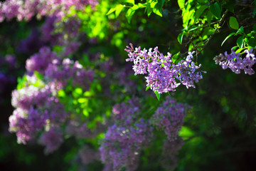 Spring lilac flowers in blossom