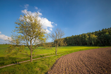 Feld, Wiesen, Baum, Blauer Himmel