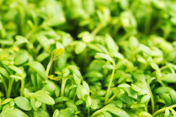 Closeup of fresh and tasty cress or garden cress shoots.