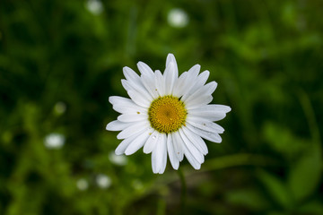 Fototapeta premium High Angle View Of Chamomile With Dew And Pollen During Morning On Green Natural Background