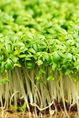 Fresh and tasty cress or garden cress shoots growing on hydroponics substrate as found inside box bought at local store.
