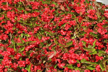 Red semperflorens blooming in summer, Italy