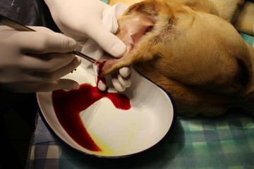 Surgery - othematoma by crossbreed dog