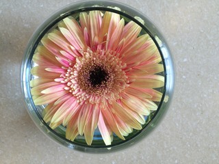 Cup O' Flower