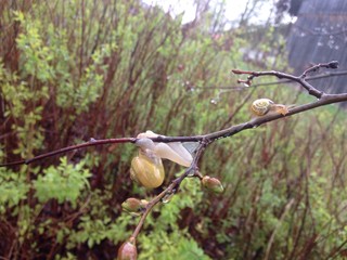 kletternde Schnecke 