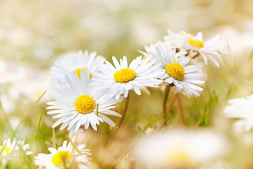 Gänseblümchen mit Hintergrund soft © SusaZoom