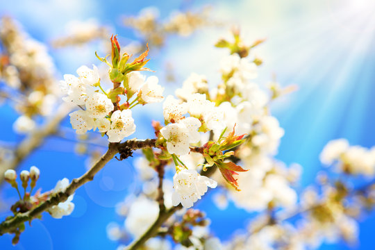 Blossom tree branches with sunlight.