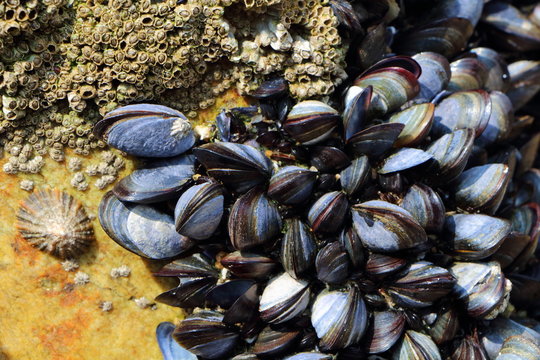 Moules, patelle et balanes accroch&eacute;es &agrave; un rocher sur la c&ocirc;te bretonne