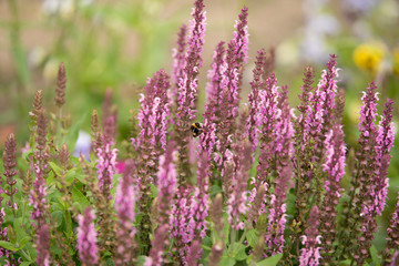 Salvia Flowers