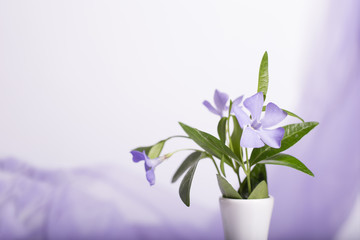 Bunch of beautiful spring flowers