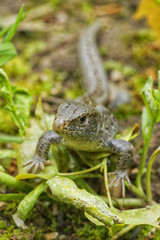 Lizard (Lacerta agilis) in a nature