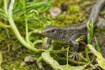 Lizard (Lacerta agilis) in a nature