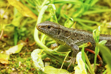 Lizard (Lacerta agilis) in a nature
