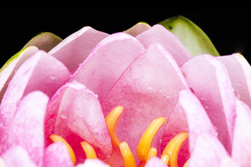 Water lily lotus in a pond