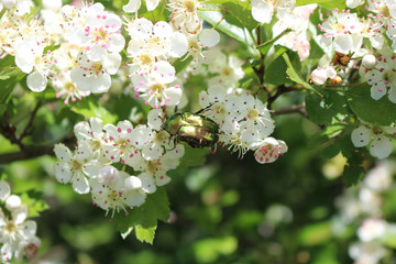 Cetonia aurata on a hawthorn flower. Green betle.