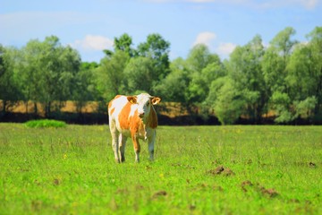 Heifer on farmland 