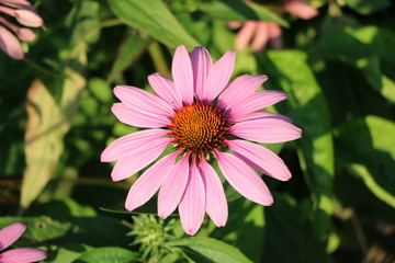 Echinacea purpurea blooming in summer