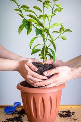 Hands of a loving couple transplant the ficus together