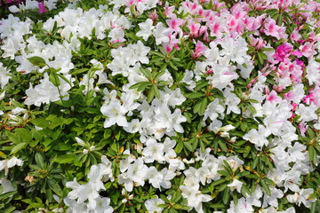 azalea