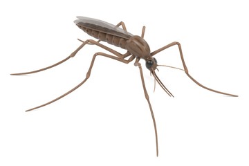 realistic 3d render of anopheles gambiae