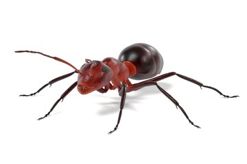 realistic 3d render of ant