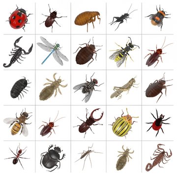 realistic 3d render of insect - large collection