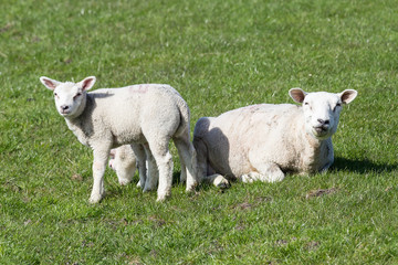 Obraz premium Die Lämmer zeigen sich