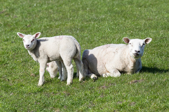 Die L&auml;mmer zeigen sich