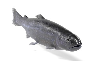 realistic 3d render of trout