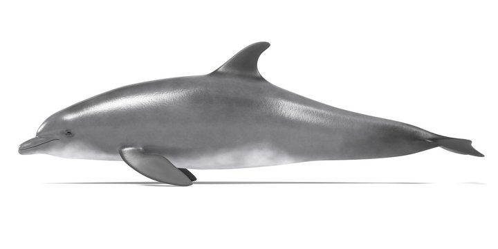 realistic 3d render of bottlenose dolphin